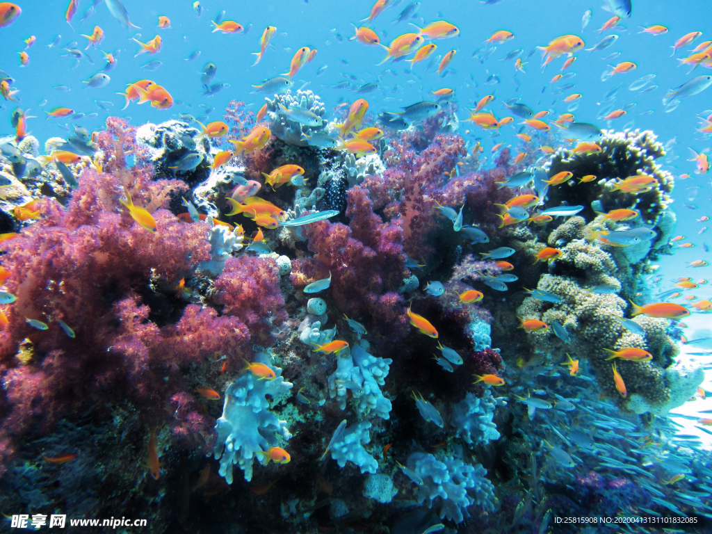 珊瑚珊瑚礁海底图片