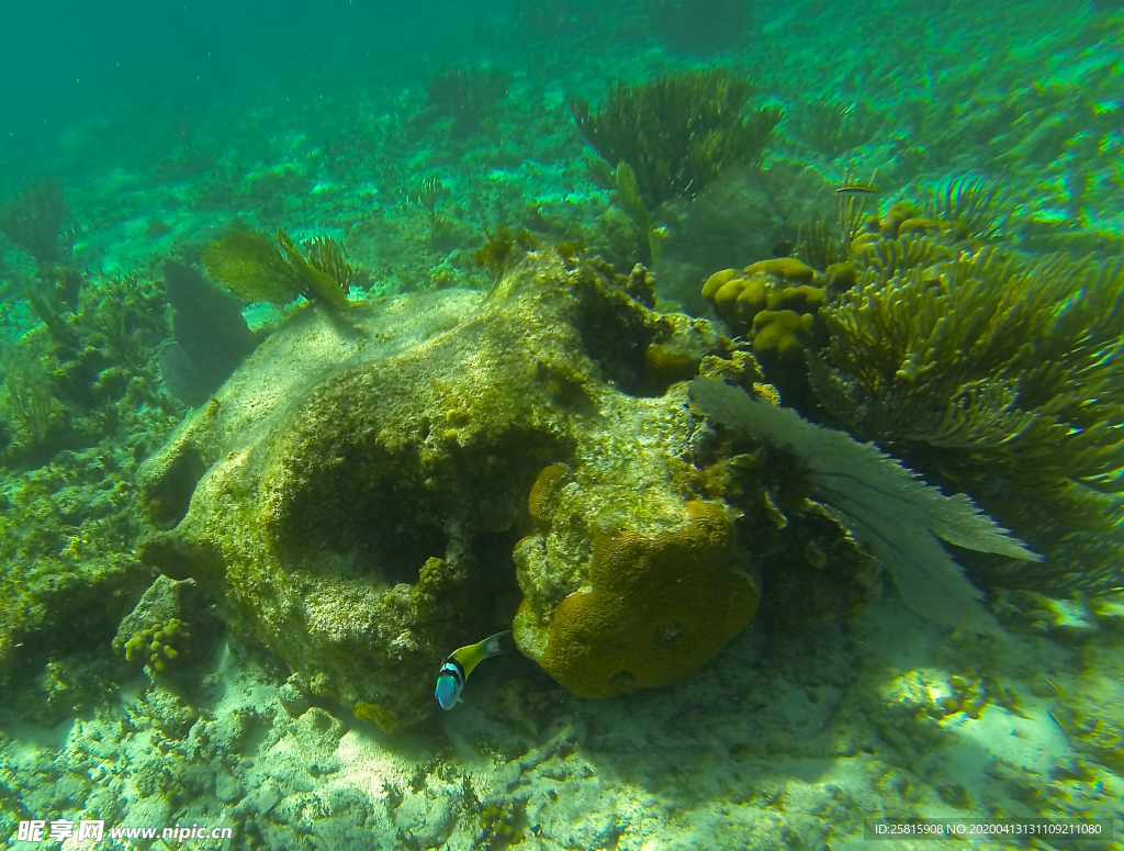 珊瑚珊瑚礁海底图片