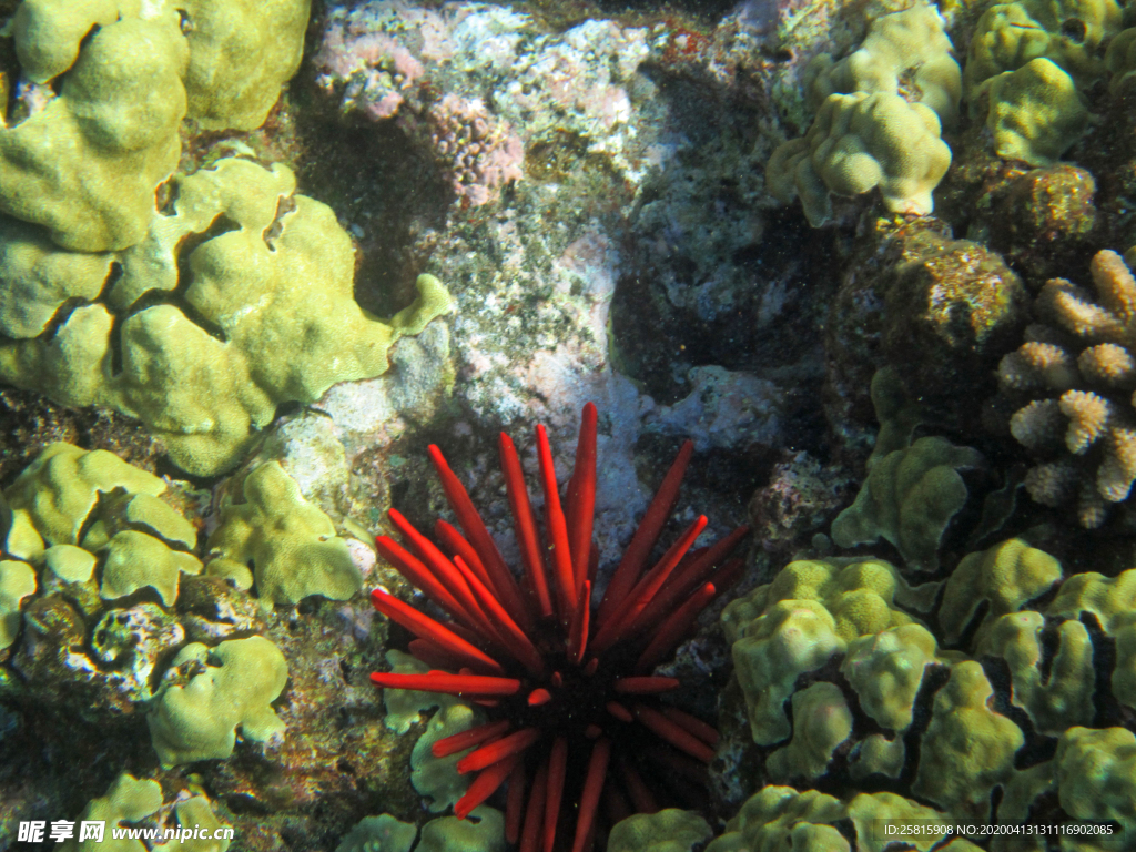 珊瑚珊瑚礁海底图片
