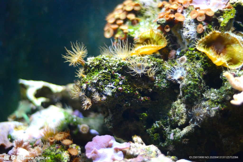 珊瑚珊瑚礁海底图片