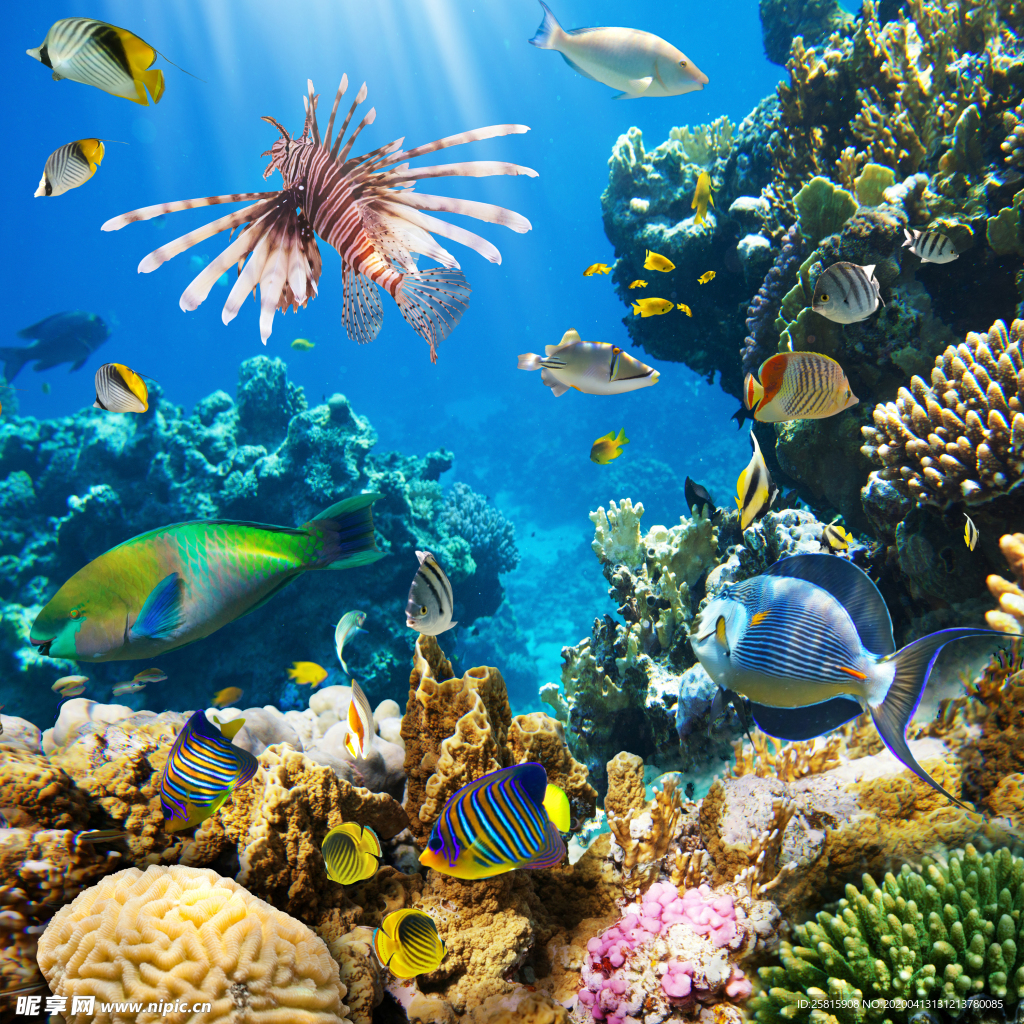 珊瑚珊瑚礁海底图片