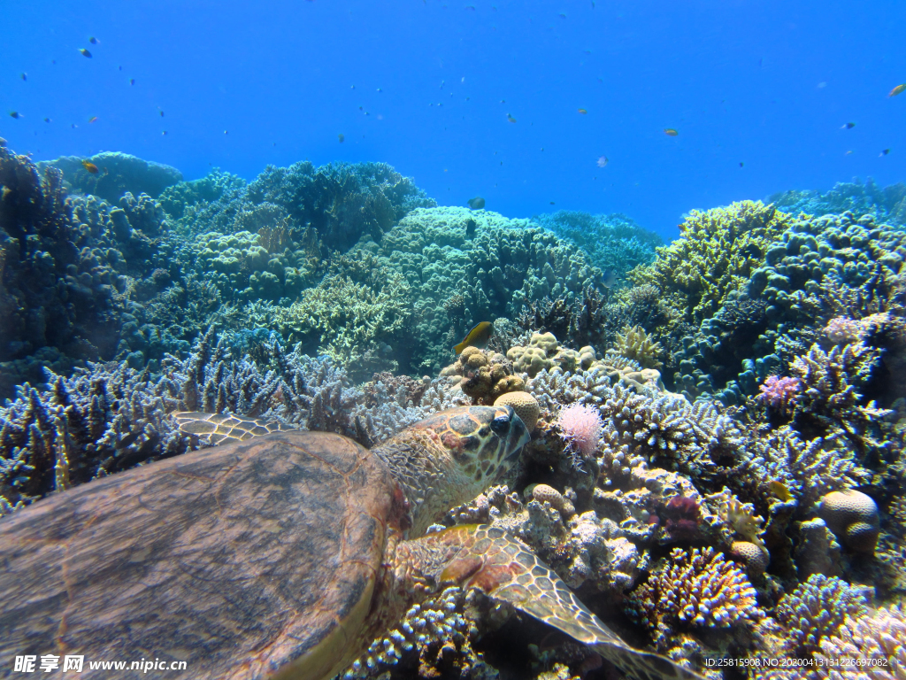 珊瑚珊瑚礁海底图片