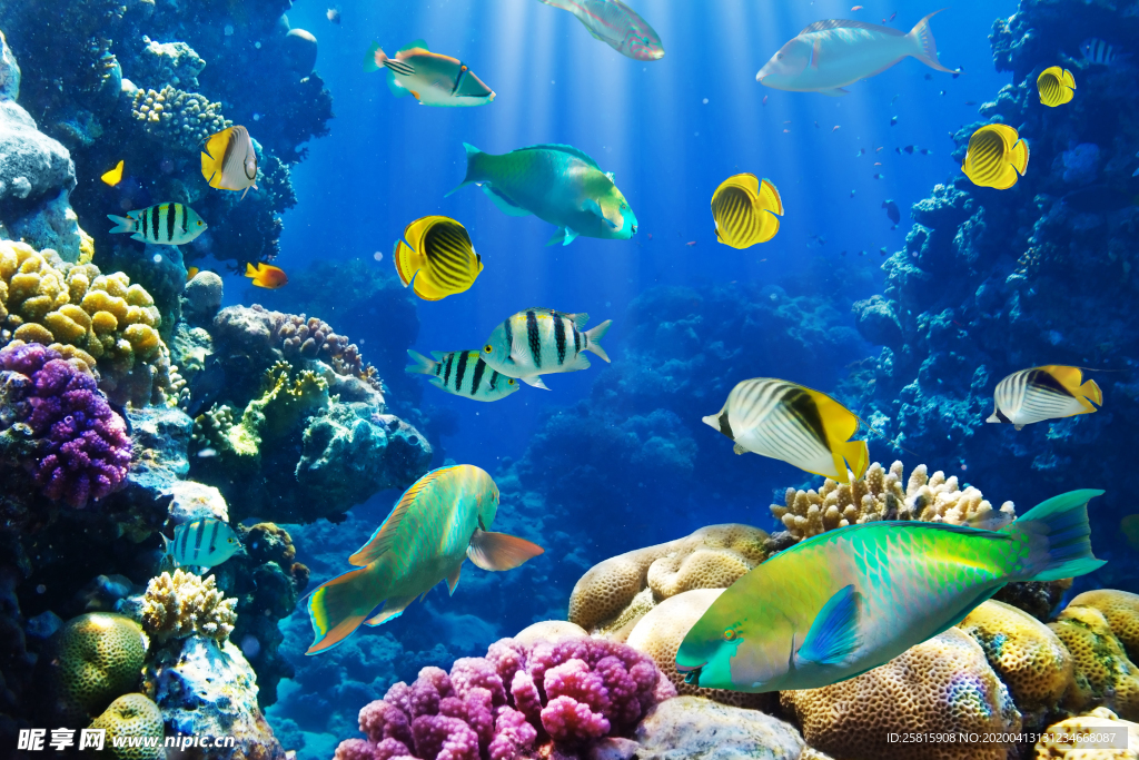 珊瑚珊瑚礁海底图片