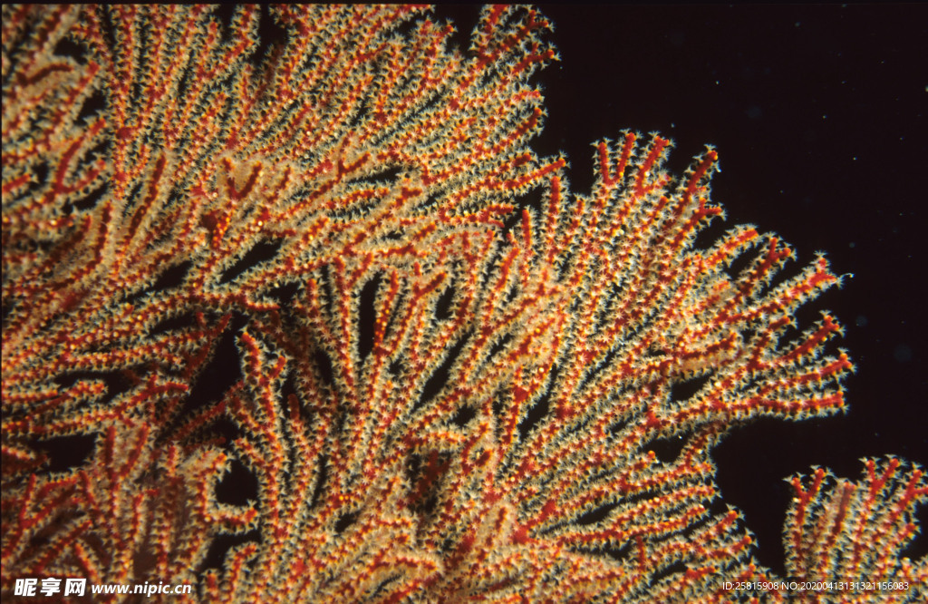 珊瑚珊瑚礁海底图片