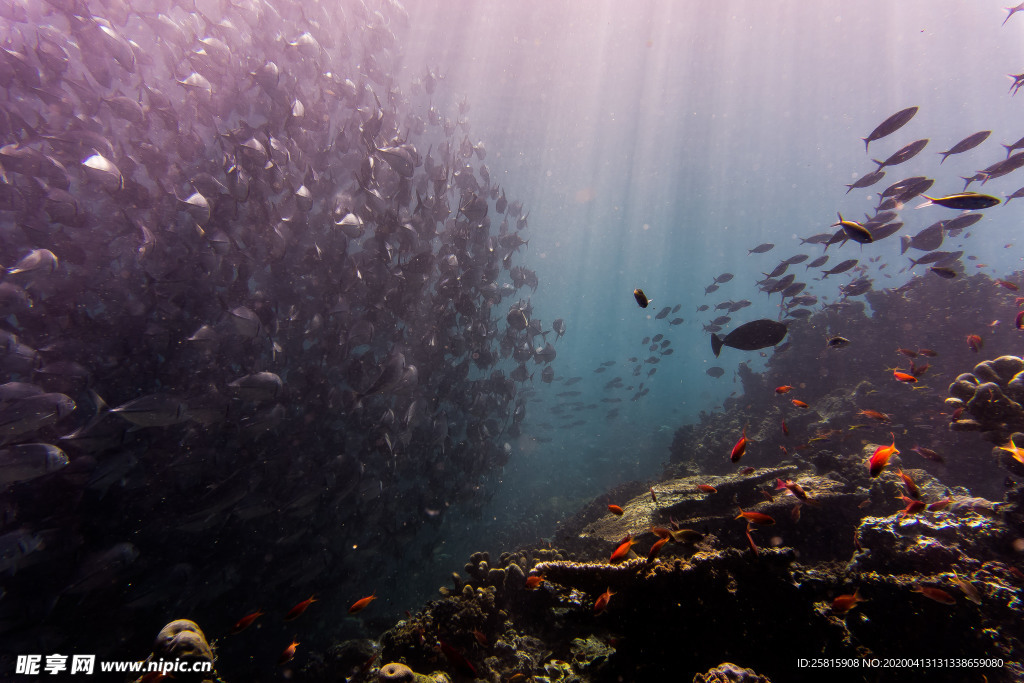 珊瑚珊瑚礁海底图片