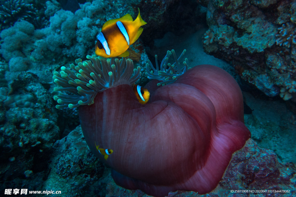 珊瑚珊瑚礁海底图片
