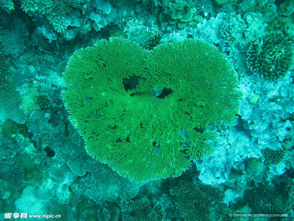 珊瑚珊瑚礁海底图片