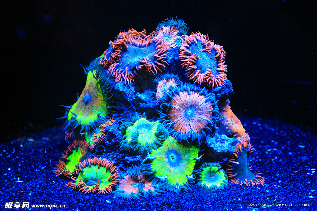 珊瑚珊瑚礁海底图片