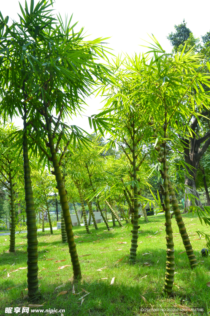 竹子竹叶竹海图片