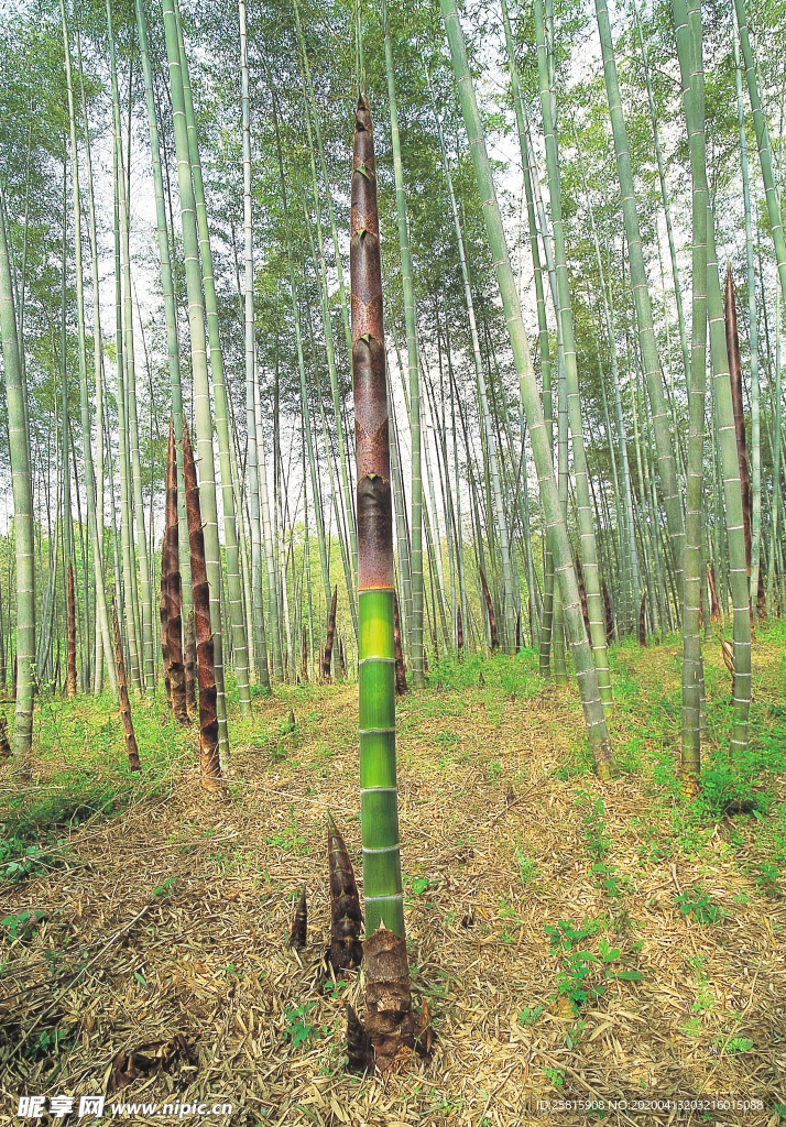 竹子竹叶竹海图片