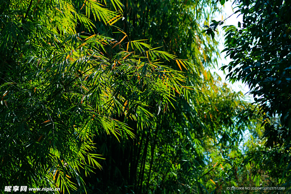 竹子竹叶竹海图片
