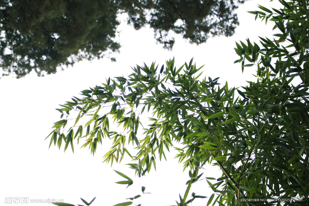 竹子竹叶竹海图片