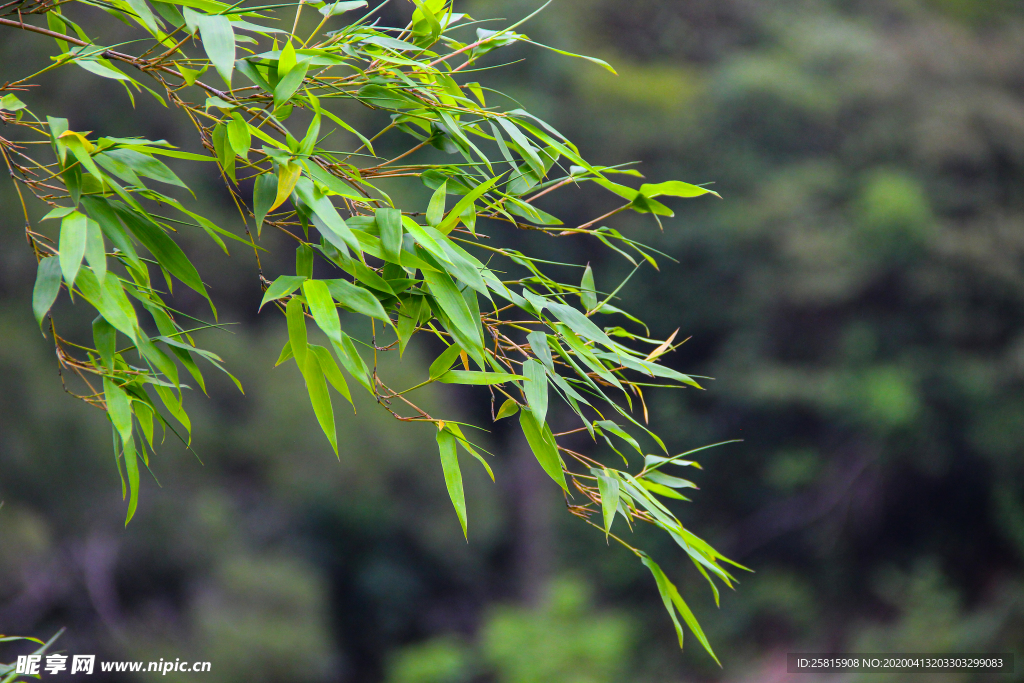 竹子竹叶竹海图片