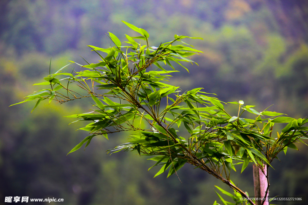 竹子竹叶竹海图片