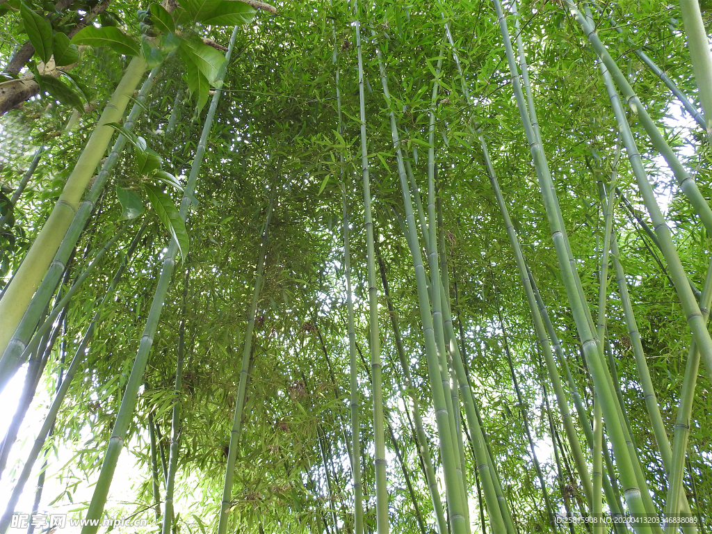 竹子竹叶竹海图片