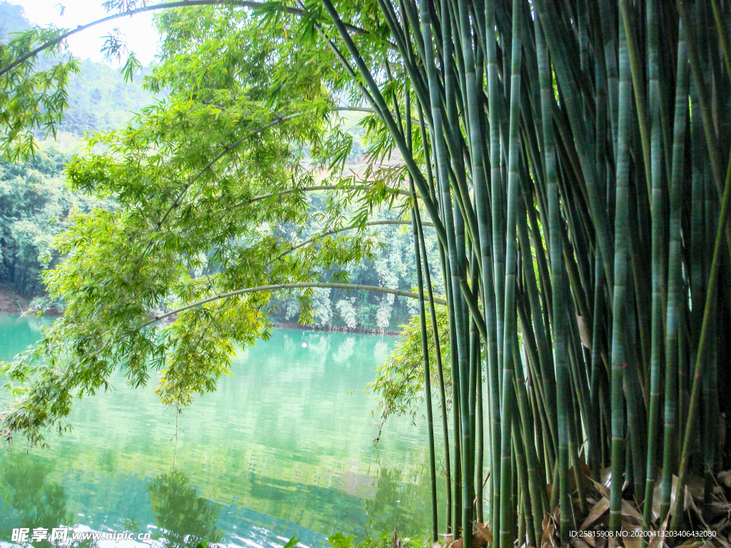 竹子竹叶竹海图片