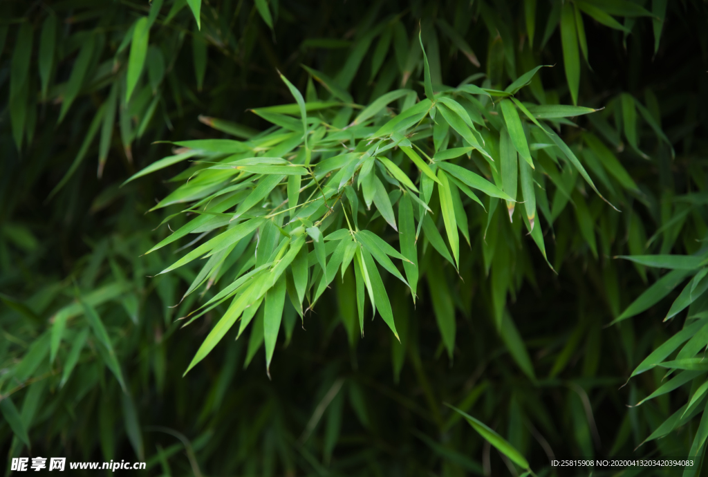 竹子竹叶竹海图片