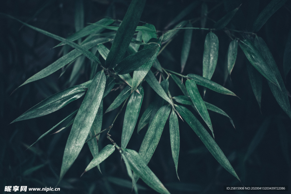 竹子竹叶竹海图片