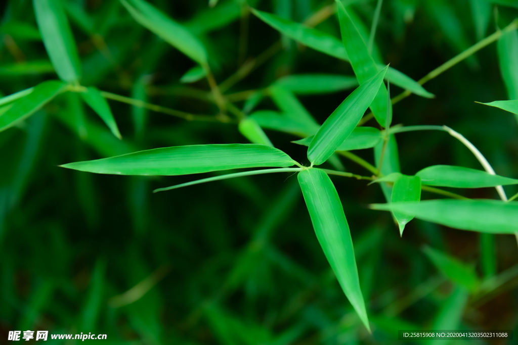 竹子竹叶竹海图片