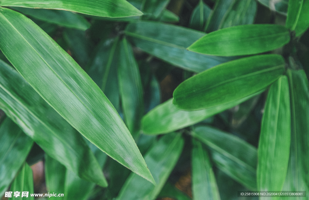 竹子竹叶竹海图片