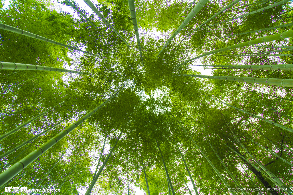 竹子竹叶竹海图片