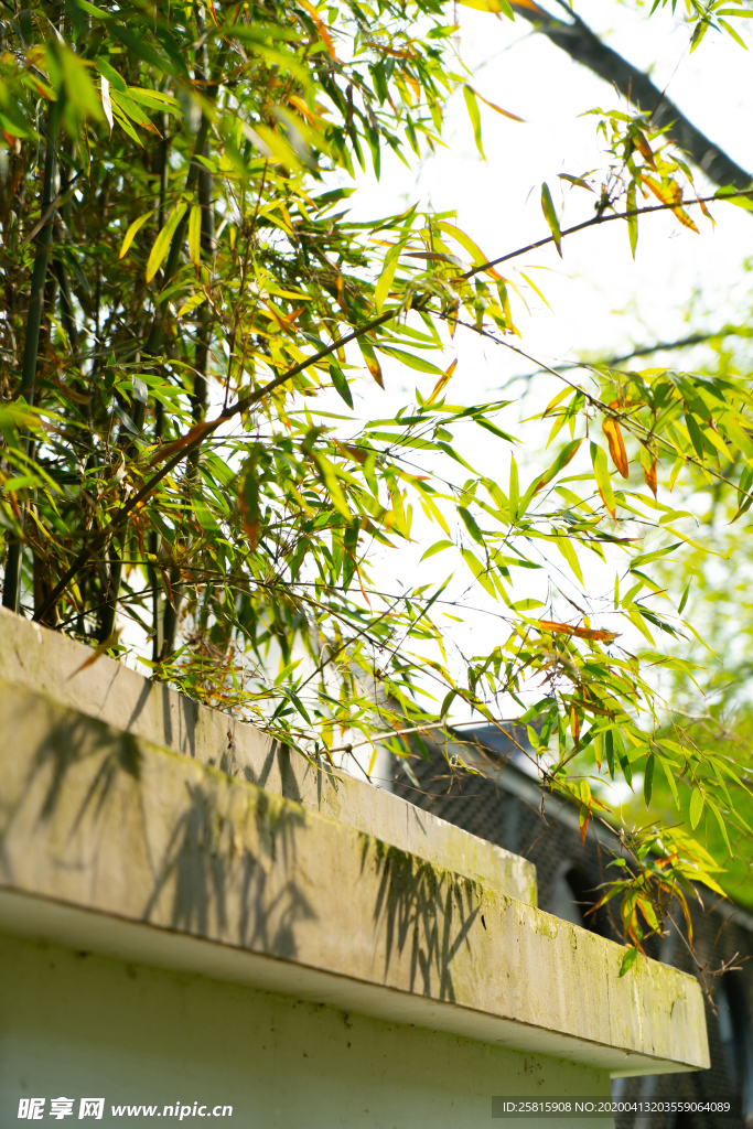 竹子竹叶竹海图片