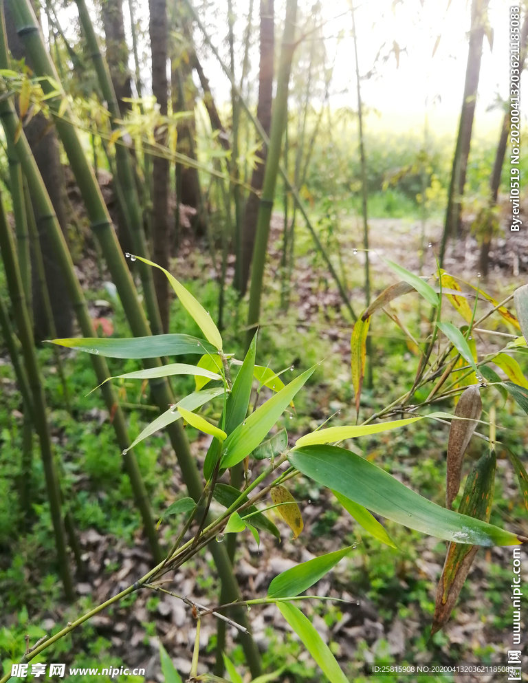 竹子竹叶竹海图片