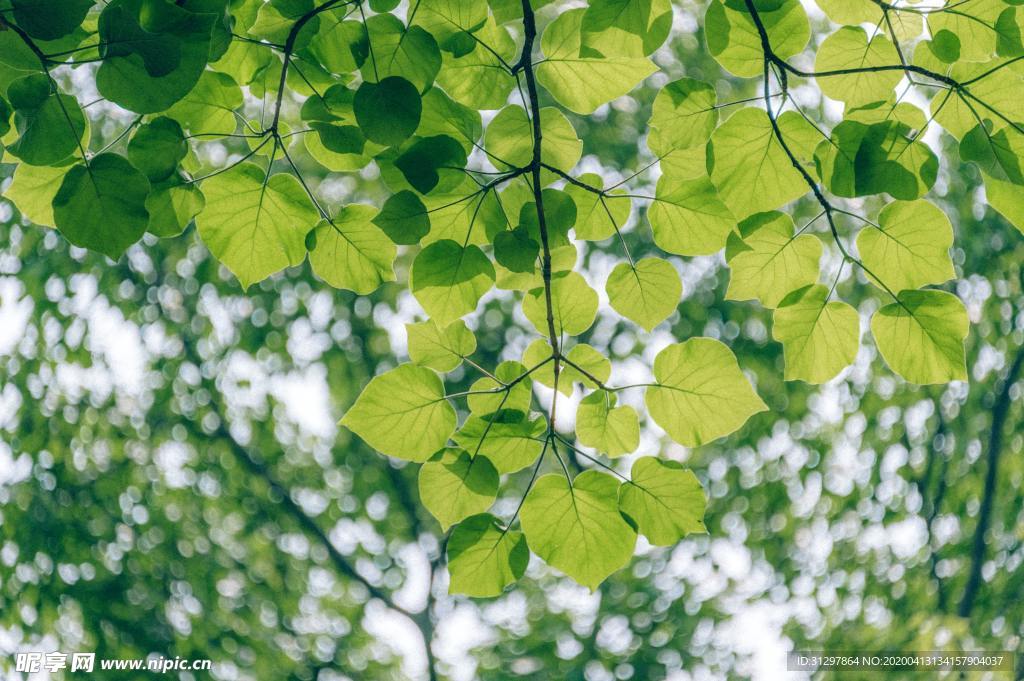 树叶 叶子