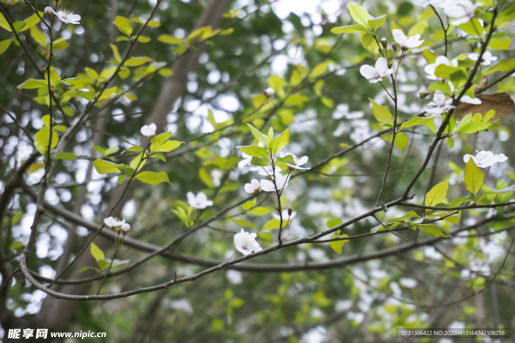 初春绿色桃花枝叶