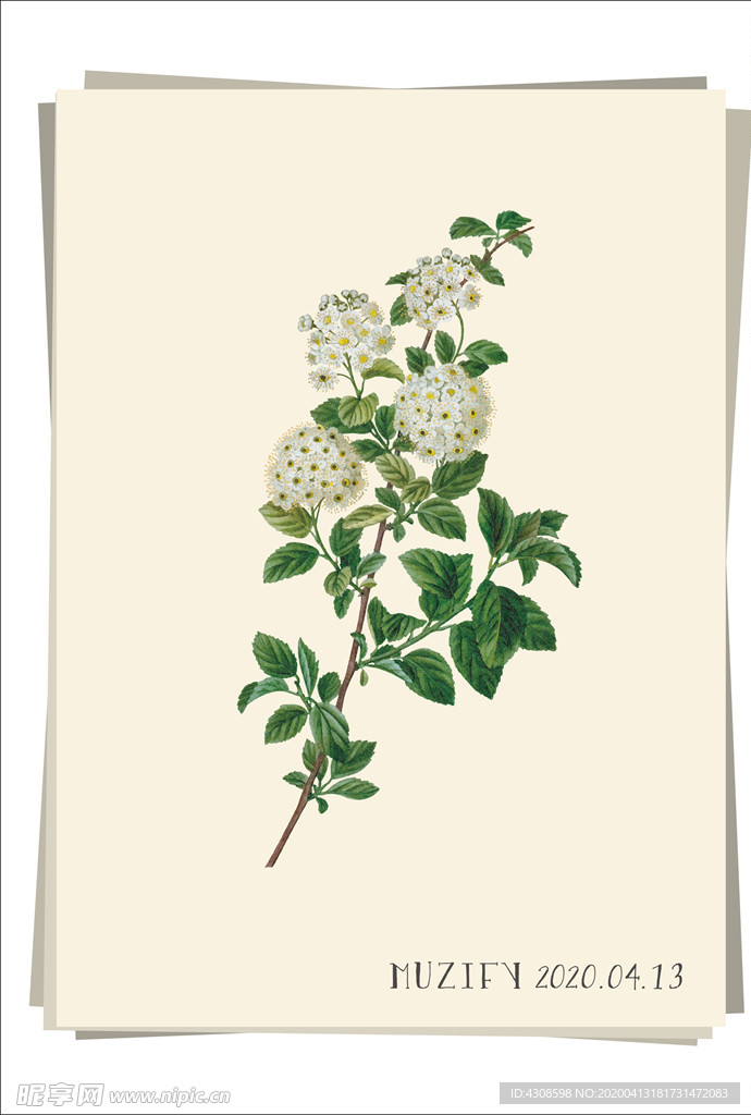 满天星 植物图鉴