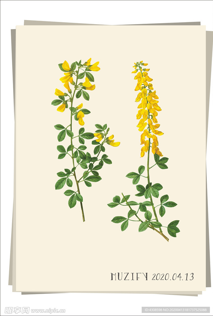 金盏花 植物图鉴