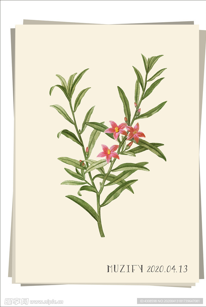 克罗威花 植物图鉴