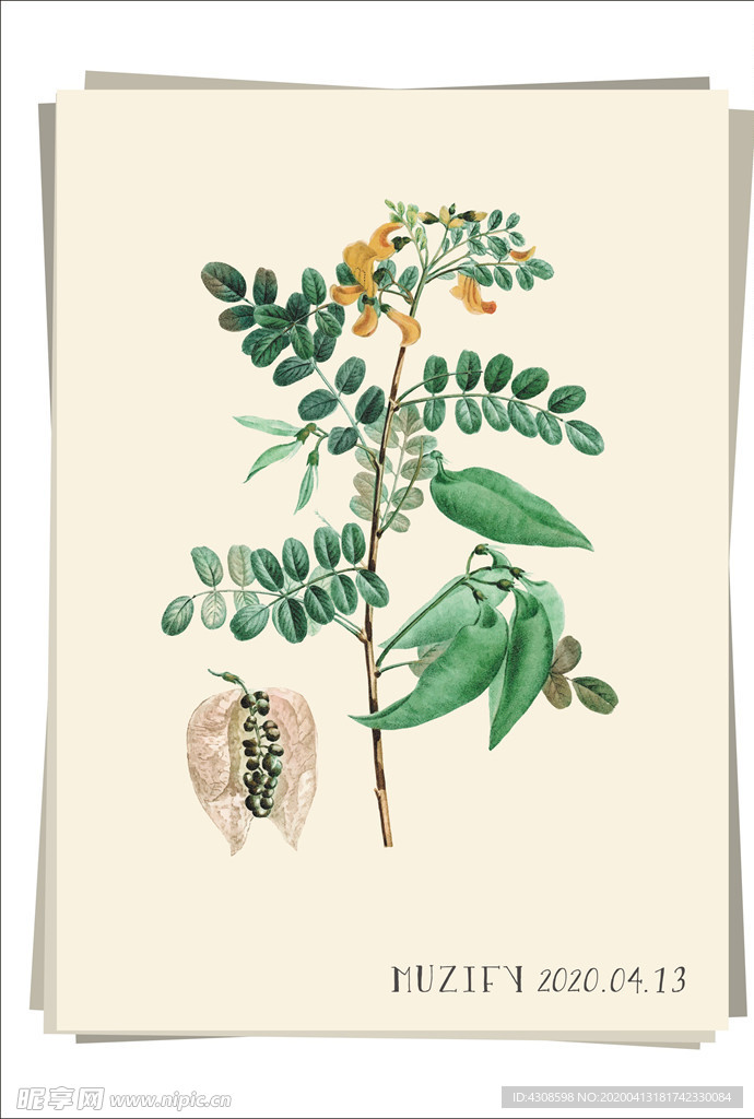 山扁豆 植物图鉴