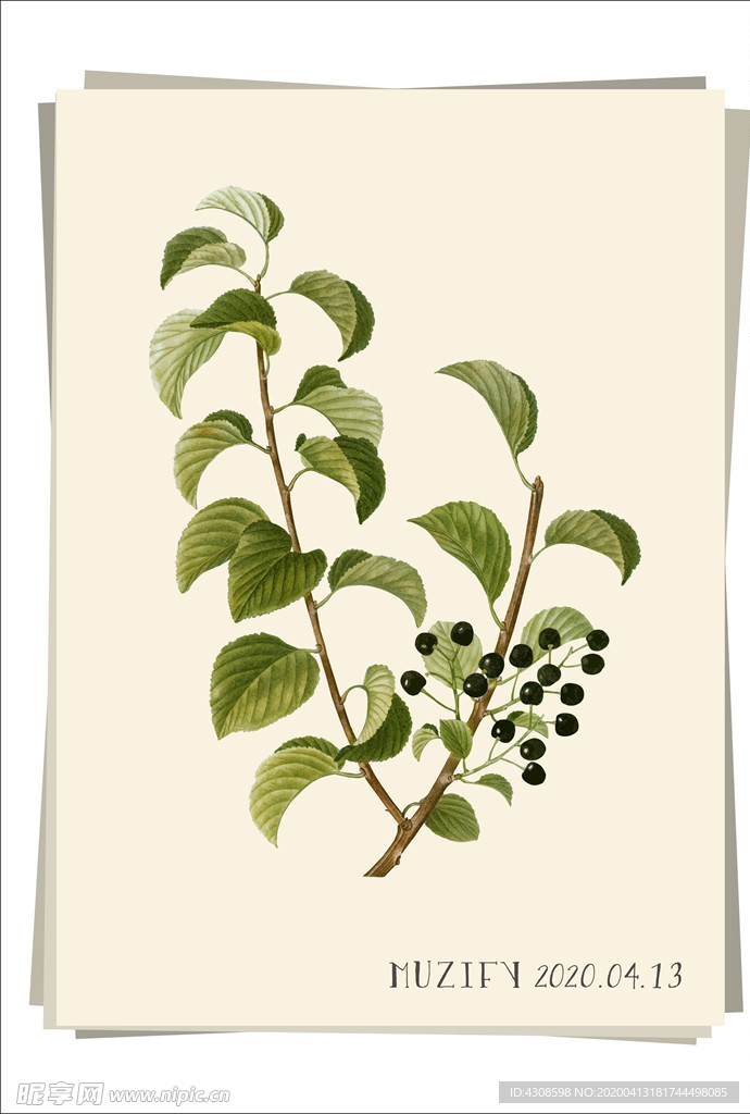 黑樱桃 植物图鉴