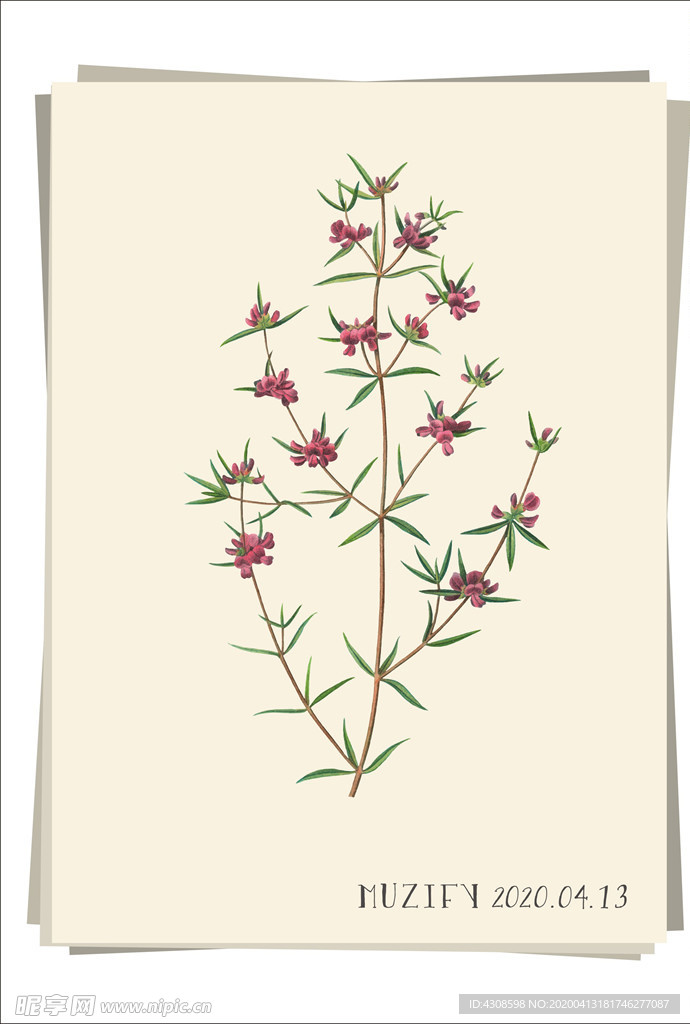 石楠花 植物图鉴