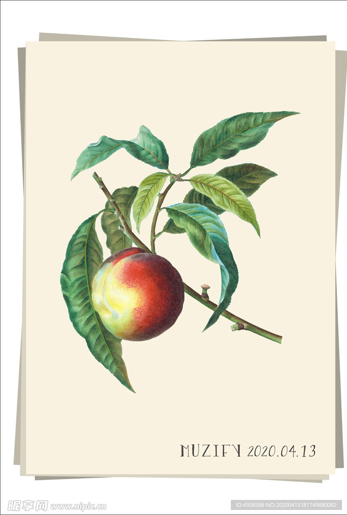 桃子  水果图鉴