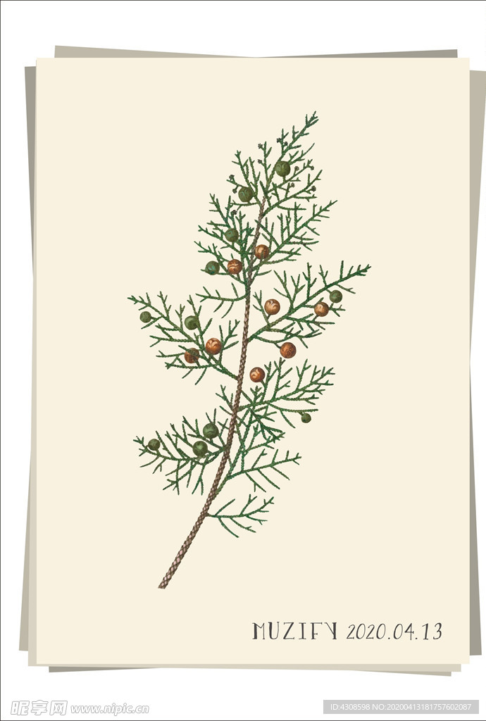 柏树叶 植物图鉴