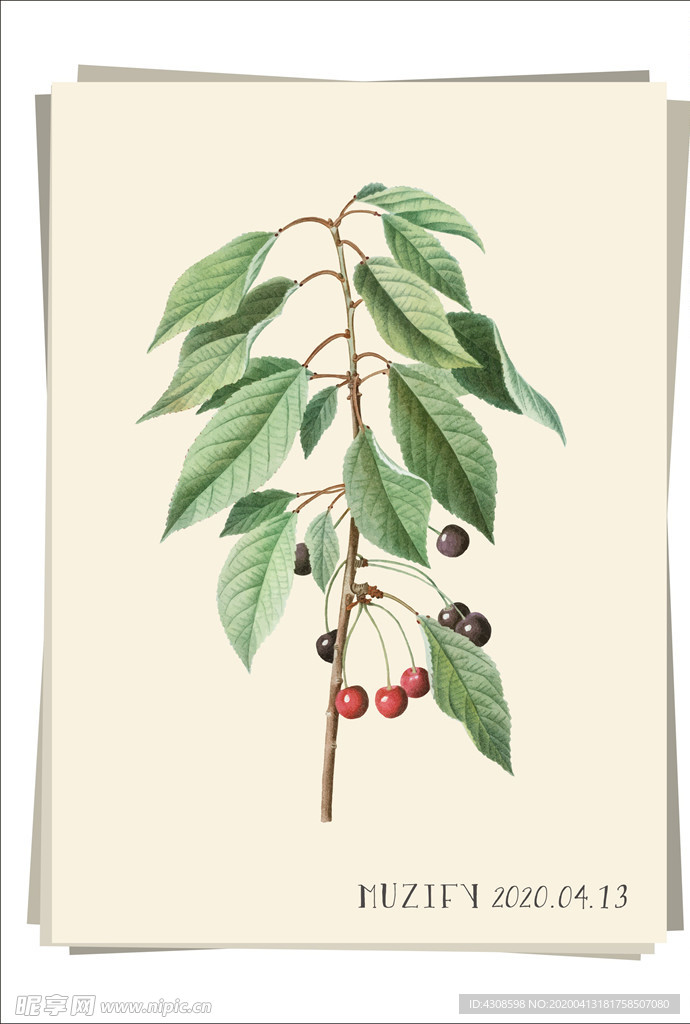 樱桃树 植物图鉴