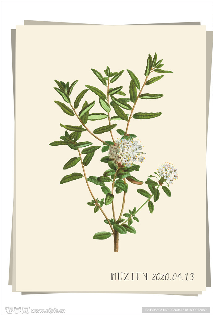 拉布拉多杜香 植物图鉴