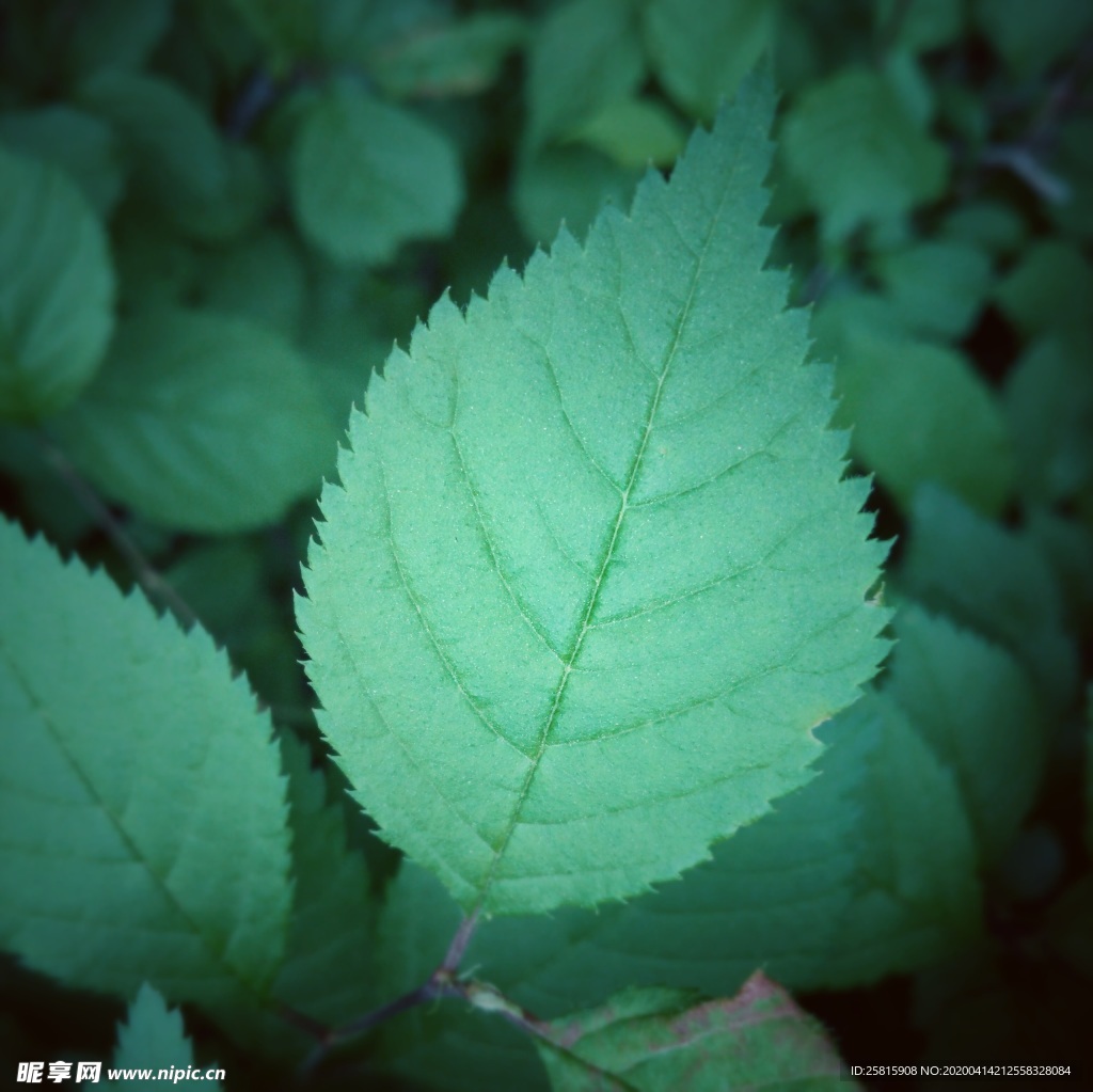 绿叶树叶图片