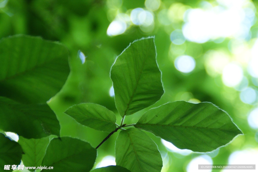 绿叶树叶图片