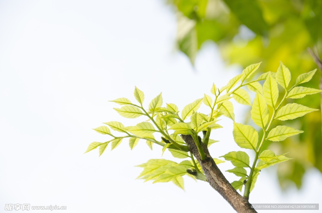 绿叶树叶图片