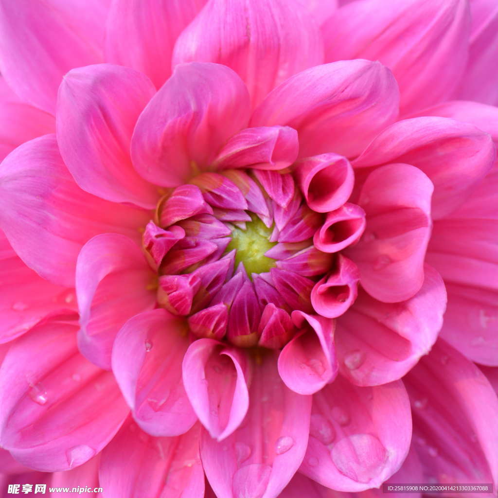 大丽花美丽图片