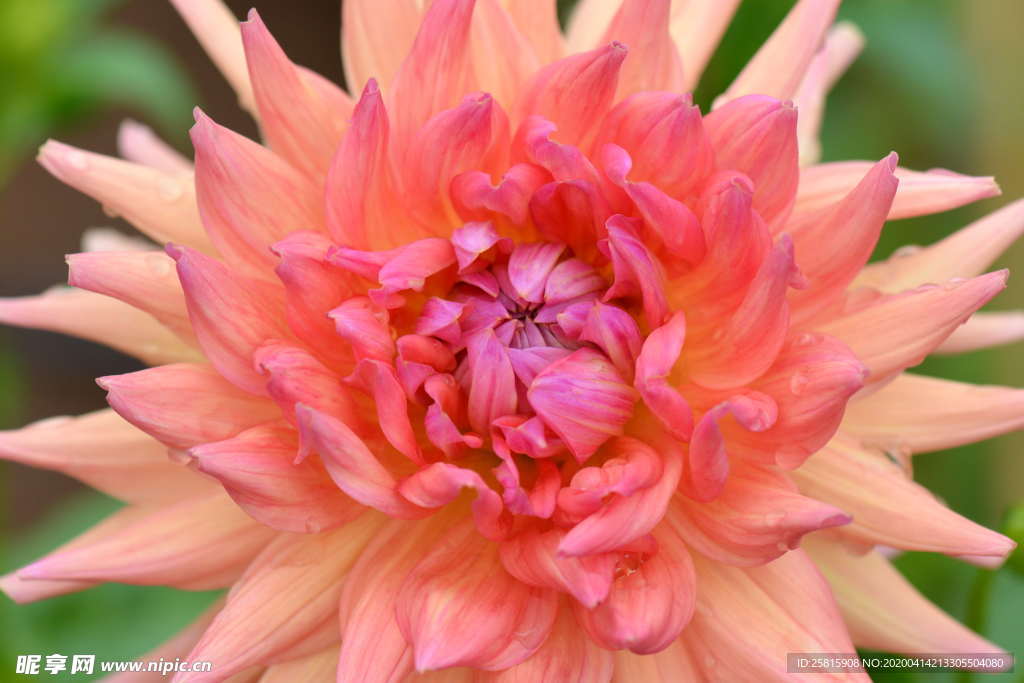 大丽花美丽图片