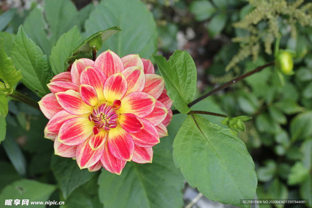 大丽花美丽图片