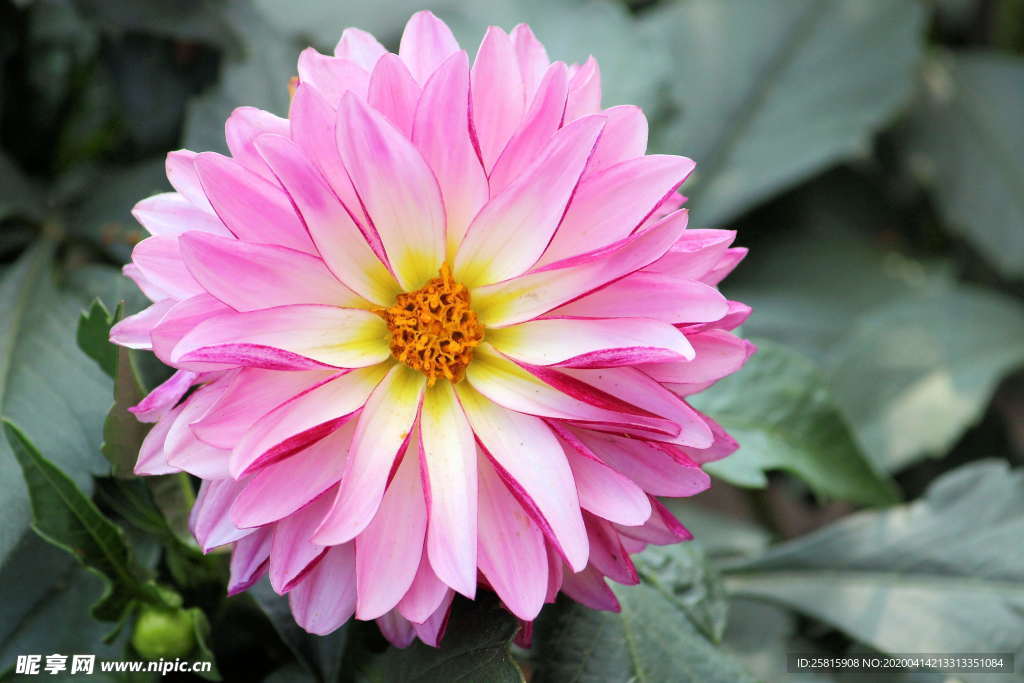 大丽花美丽图片