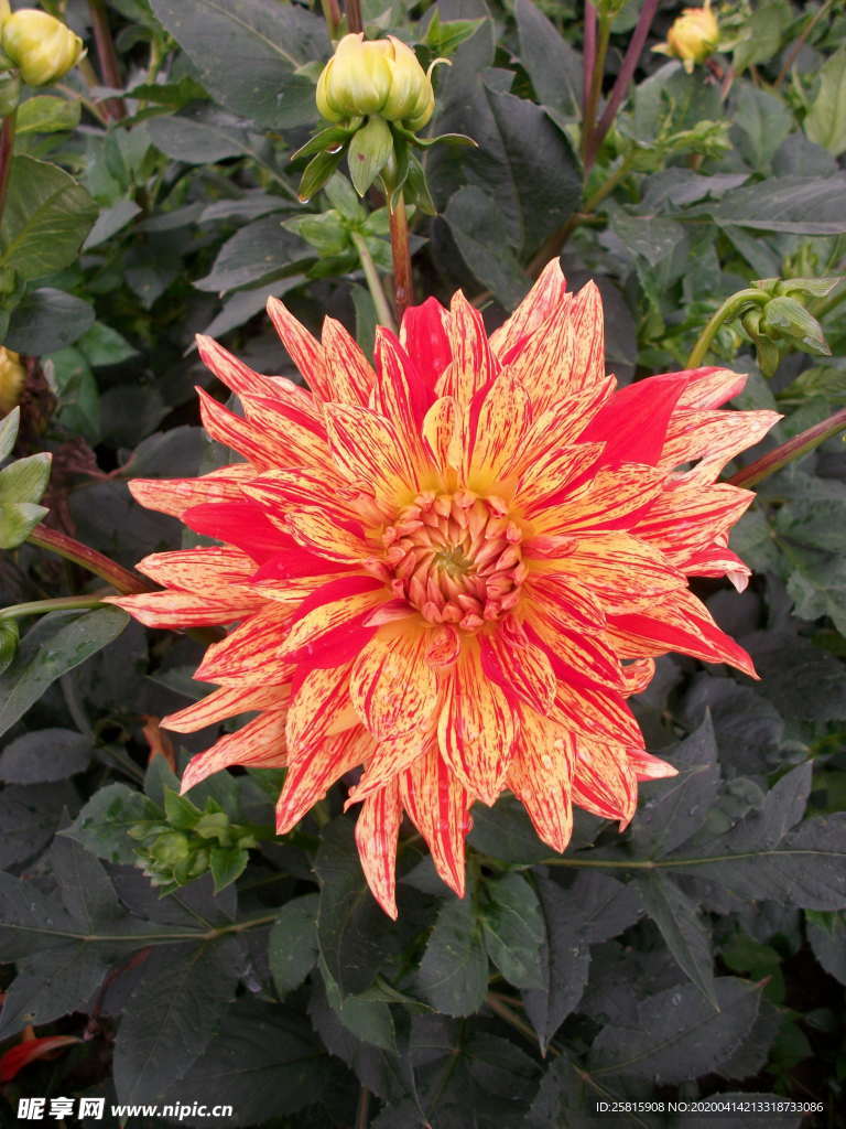 大丽花美丽图片