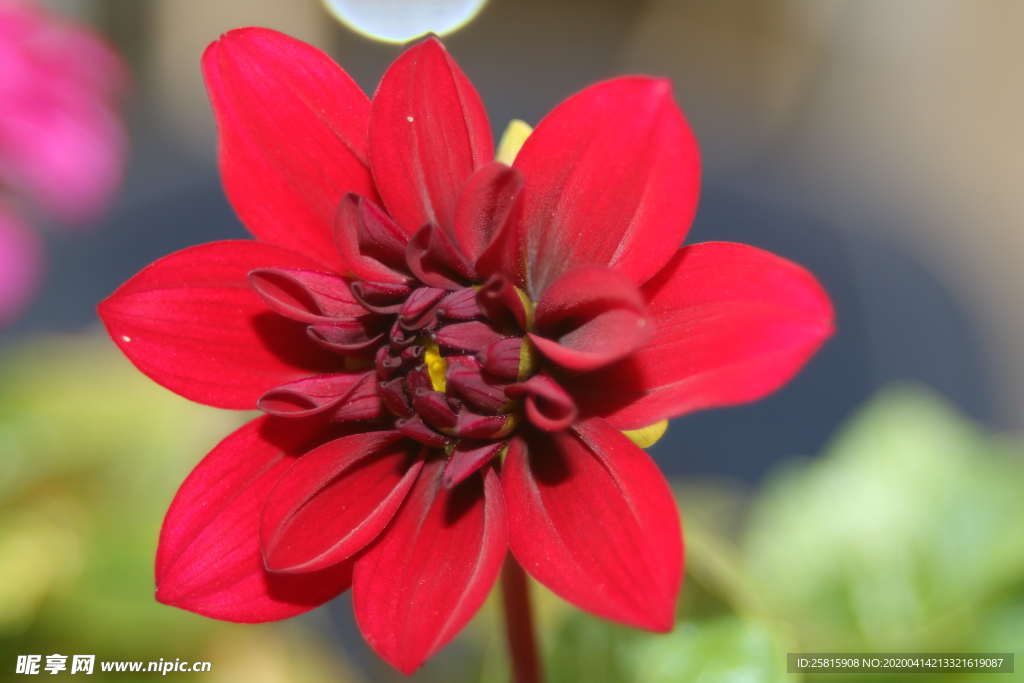 大丽花美丽图片