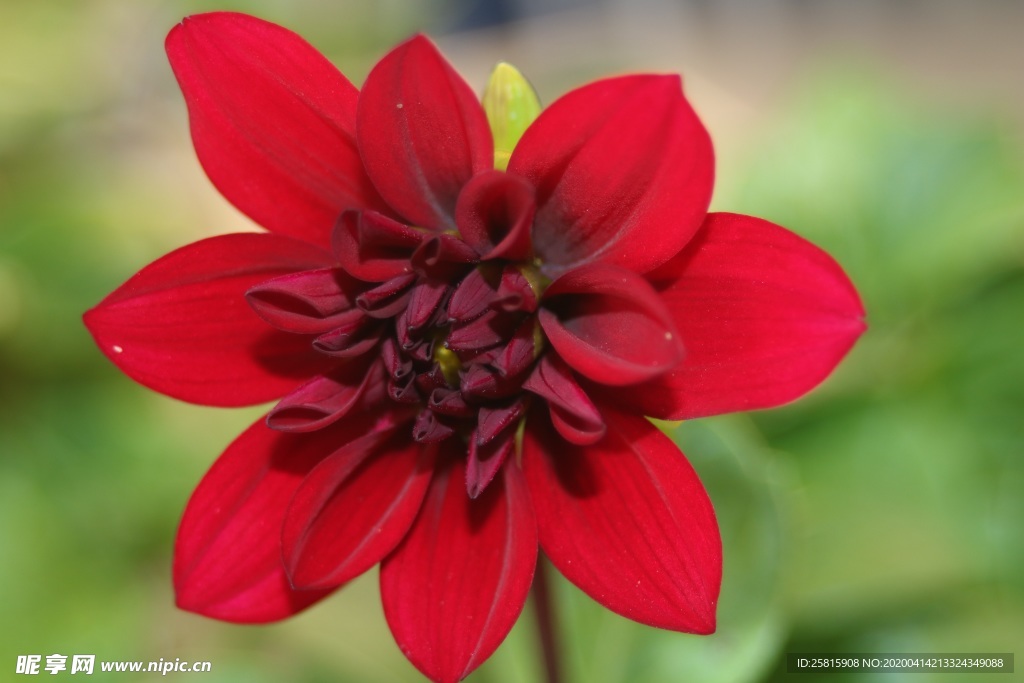 大丽花美丽图片