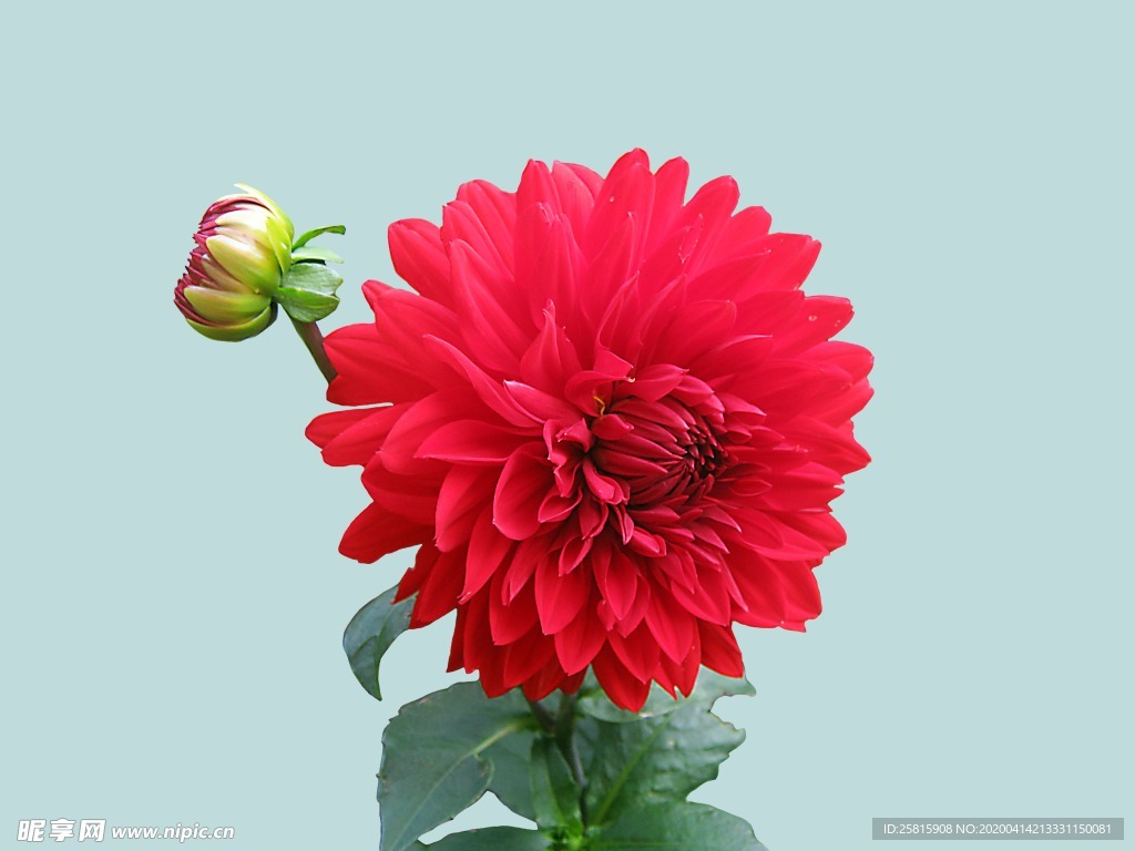 大丽花美丽图片